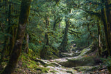 Mysterious Jungle Path Photography Backdrop