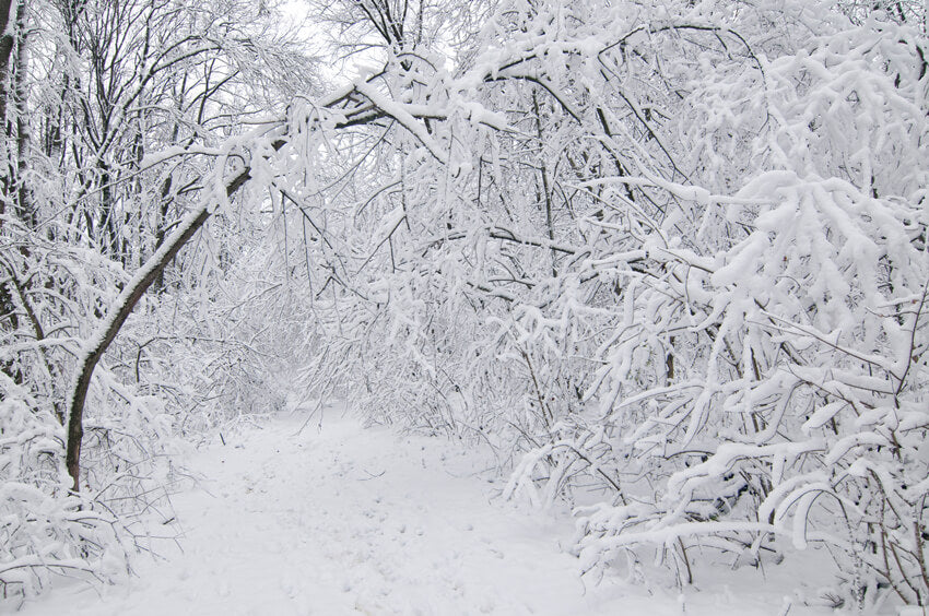 Winter Forest Snow Scene Christmas Backdrops MA-5