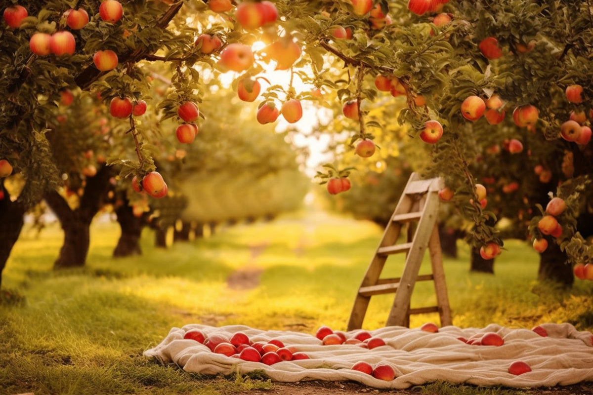 Autumn Apple Trees Field Sunshine Backdrop RR7-153