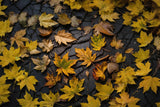 Autumn Leaves On Dark Land Floor Backdrop RR7-524