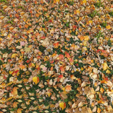 Withered Maple Leaves Grass Floor Backdrop RR7-531