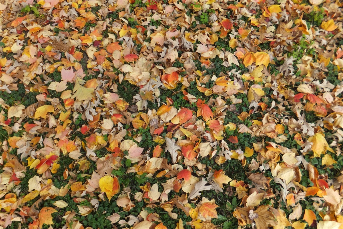 Withered Maple Leaves Grass Floor Backdrop RR7-531