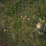 Grassland Fallen Leaves Mushroom Floor Backdrop RR8-584