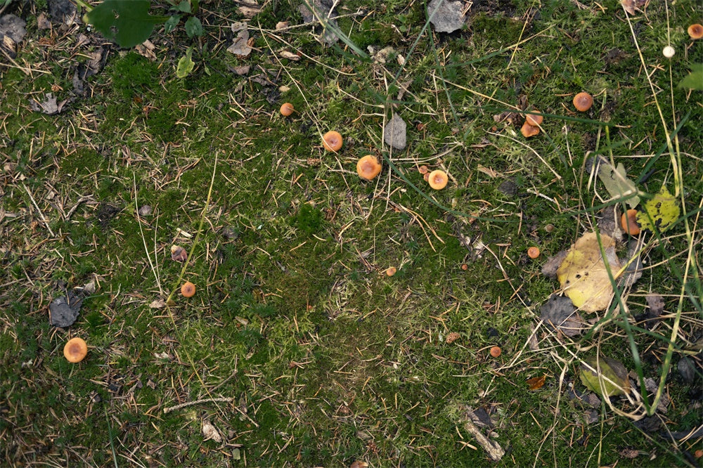 Grassland Fallen Leaves Mushroom Floor Backdrop RR8-584