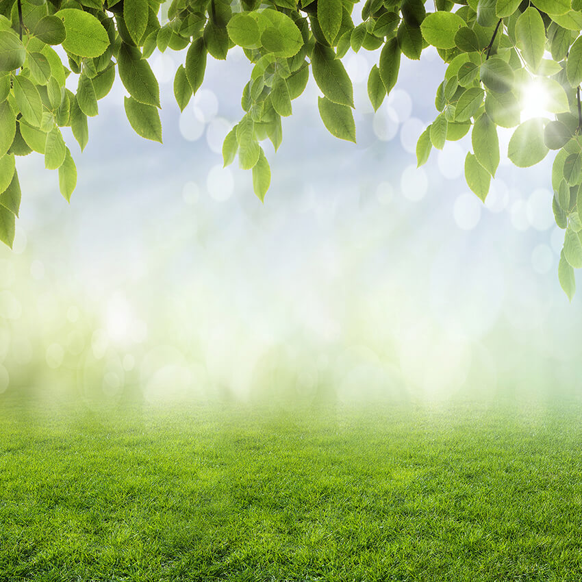 Spring Leaves Grass Sunshine Bokeh Backdrop D1060