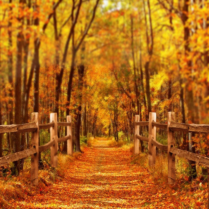 Fall Outdoor Road Scene Photo Backdrop