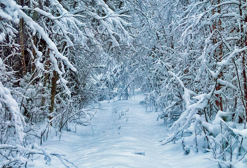 Winter Snowy Road Fir Tree Photography Backdrop D905