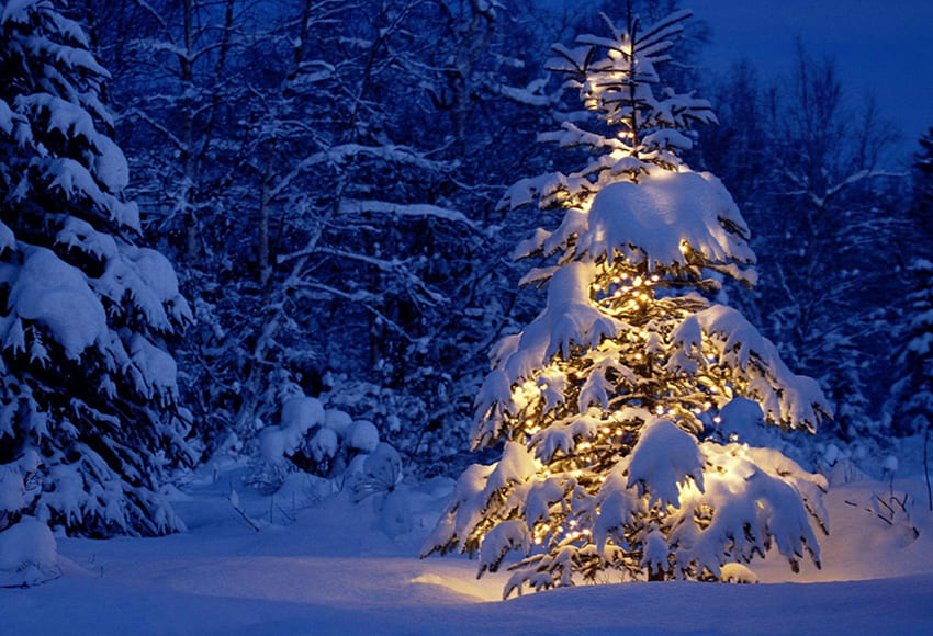 Snowy Fir Tree Winter Photography Backdrop D977 – Dbackdrop