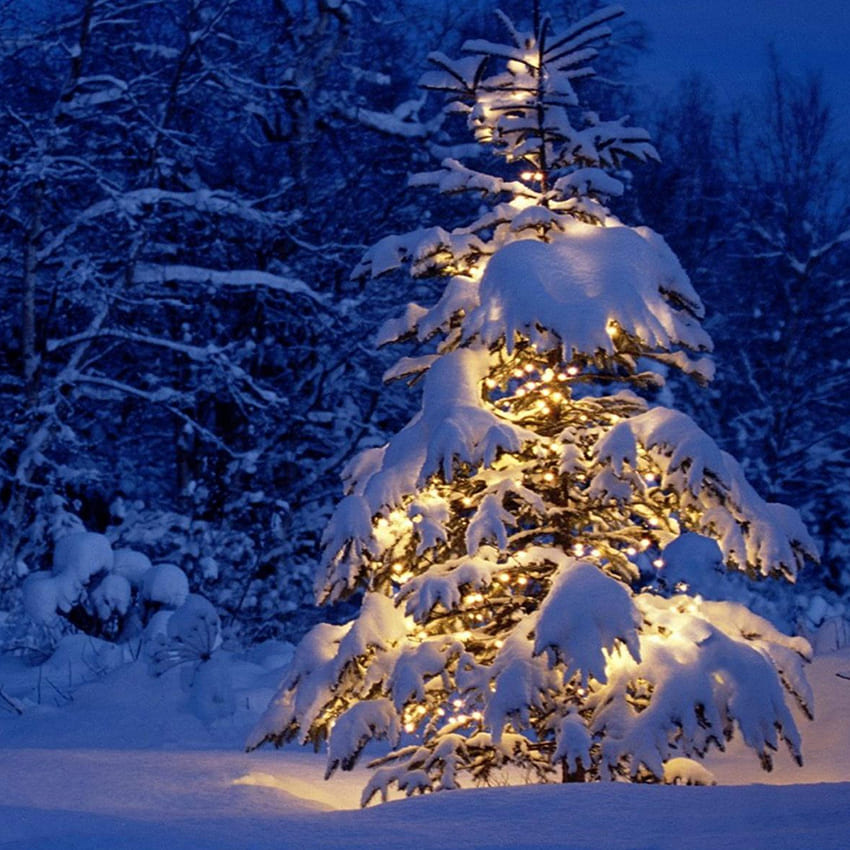 Snowy Fir Tree Winter Photography Backdrop D977