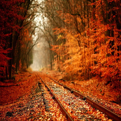 Autumn Yellow Fallen Leaves Forest Railway Backdrop for Photography F ...