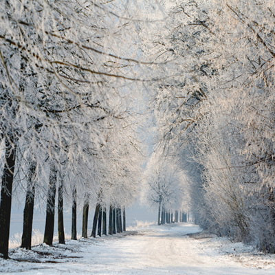 Winter Snowy Road Willow Tree Sunshine Photography Backdrop