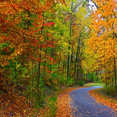 Autumn Backdrop Yellow Fallen Leaves Forest Road Backdrop for Photogra ...