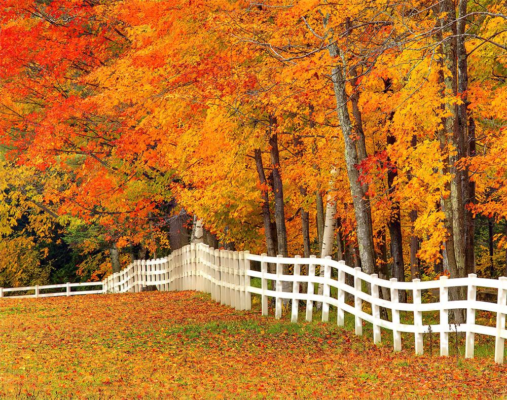 Autumn Forest Golden Yellow Leaves Scenery Backdrop for Photos