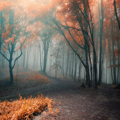 Autumn Yellow Leaves Fog Forest Scenery Backdrop for Pictures F-185