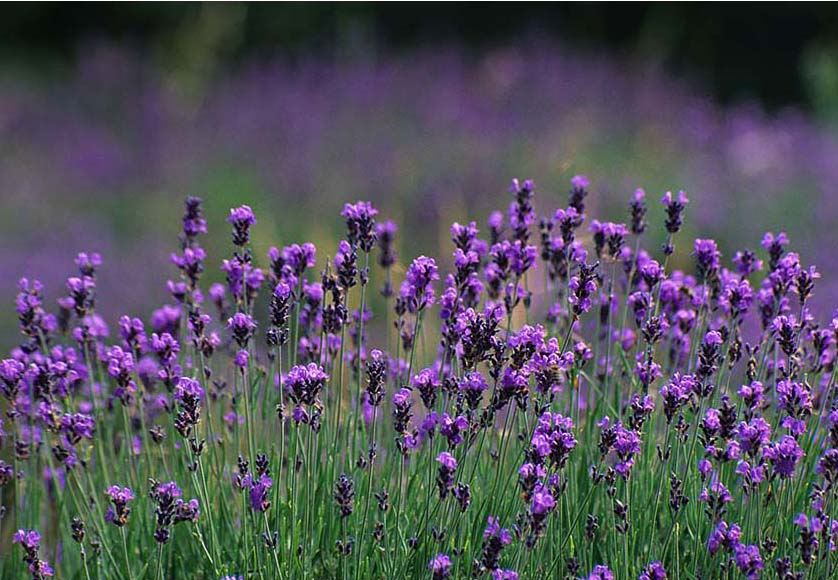 Lavender Purple Flower Backdrop for Photography F-2380