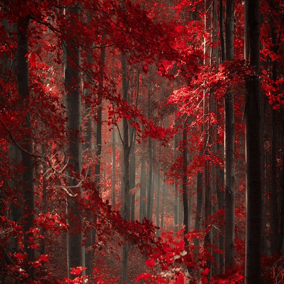 Red Leaves Autumn Forest Photograhy Backdrop Fa-26 – Dbackdrop