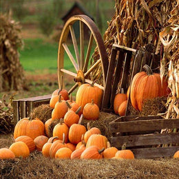 Autumn Farm Pumpkin Backdrops for Party Photography G-027 – Dbackdrop