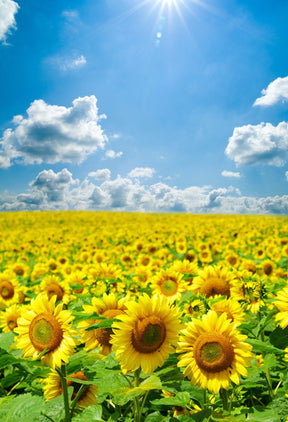 Sunflowers White Clouds Blue Sky Photography Backdrop GA-49 – Dbackdrop