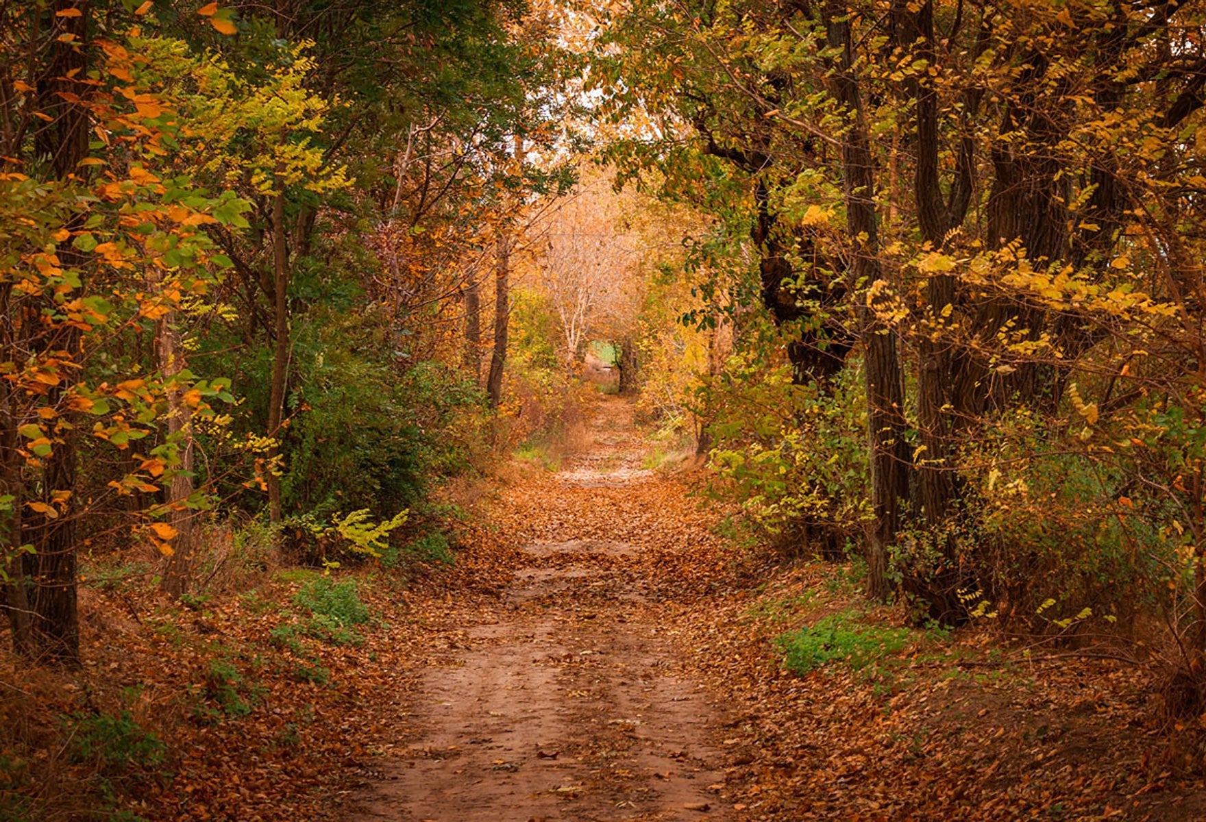 Scenic Backdrops Trees Woodland Backdrops Fall Backgrounds