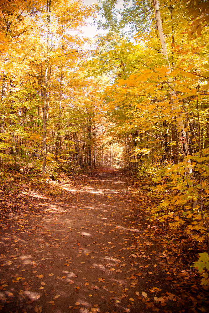 Autumn Yelllow Leaves Fall Nature Forest Photo Backdrop  MR-2271