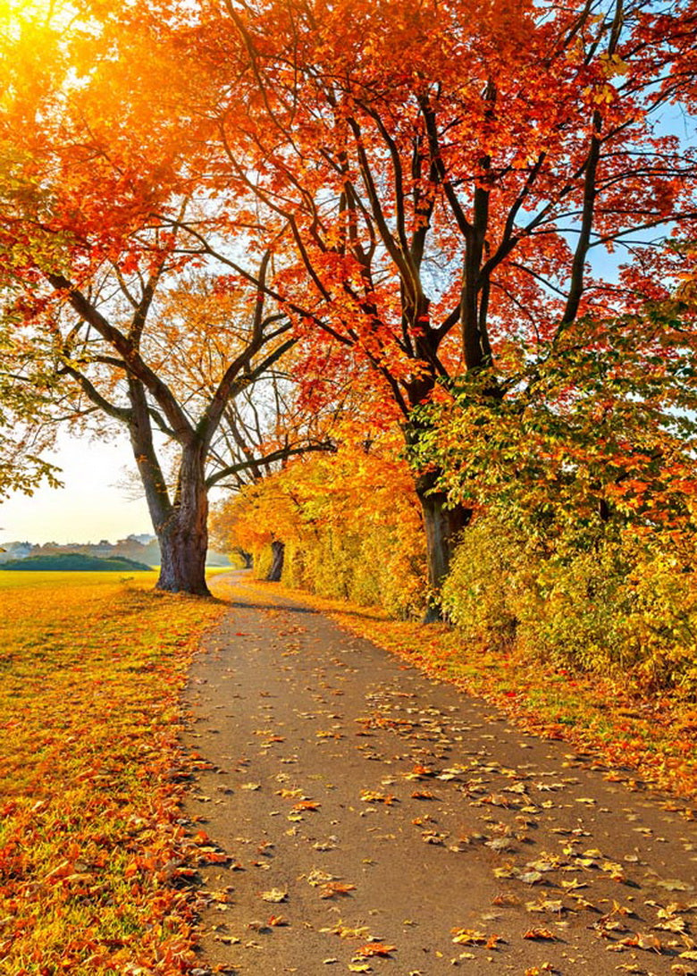 Golden Maple Leaves Country Lane Autumn Sunrise Backdrop