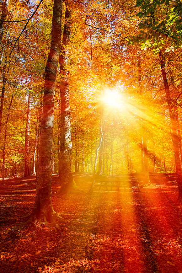 Fall Backdrop Sunshine Red Leaves Background