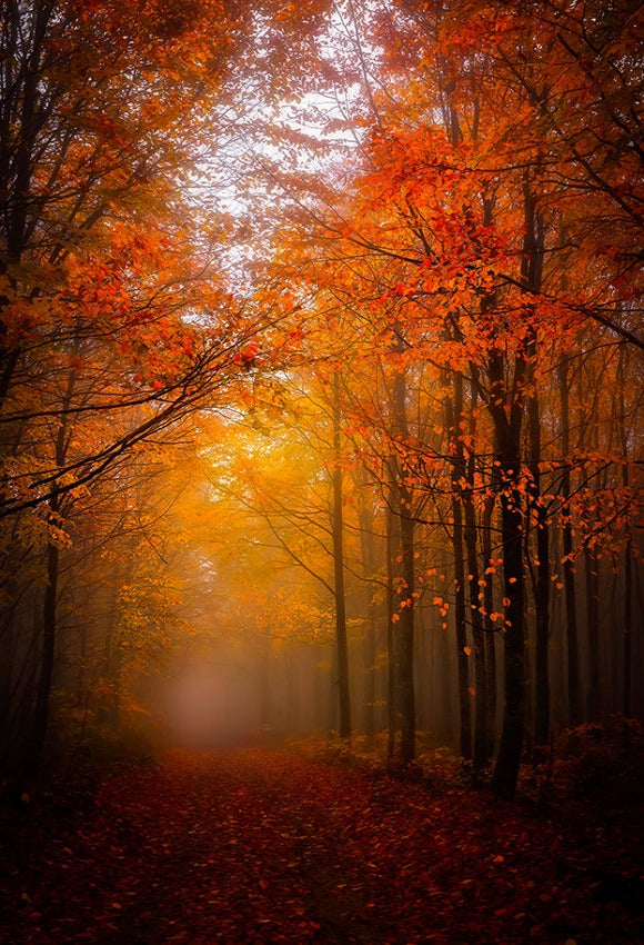 Red Leaves Sunshine Fall Backdrop