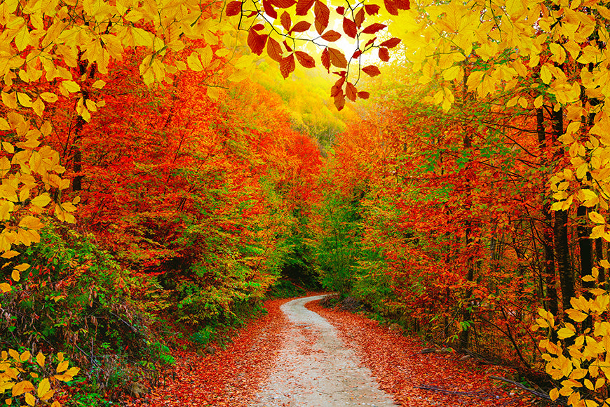 Fall Backdrop Yellow Leaves Background for Photography 