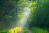 Green Forest Sunshine Nature Landscape  Backdrop