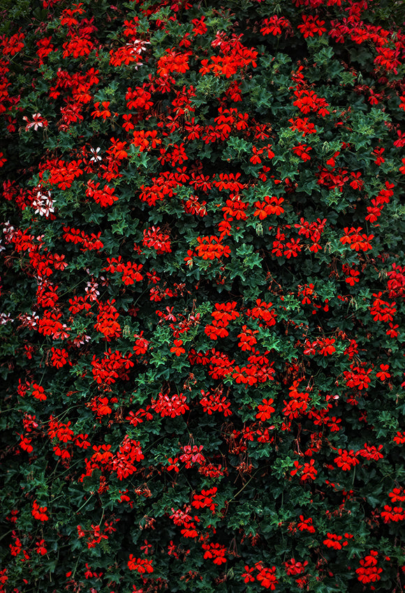 Wildflower Bush Floral Backdrop for Photo Booth SH-988