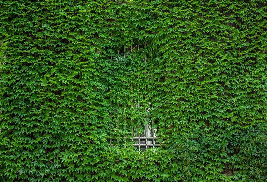 Green Leaves Backdrop for Photography LV-840