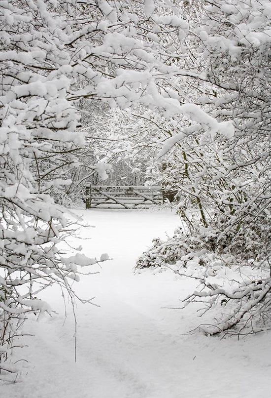 Winter Snow Forest Backdrop for Photography LV-894 – Dbackdrop